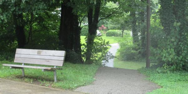 urban forest